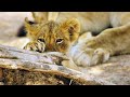 Cubs' Behavior and Interactions