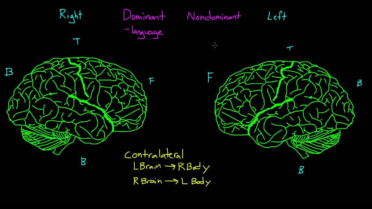 Elder brain. Functions of the right and left Hemispheres of the Brain.