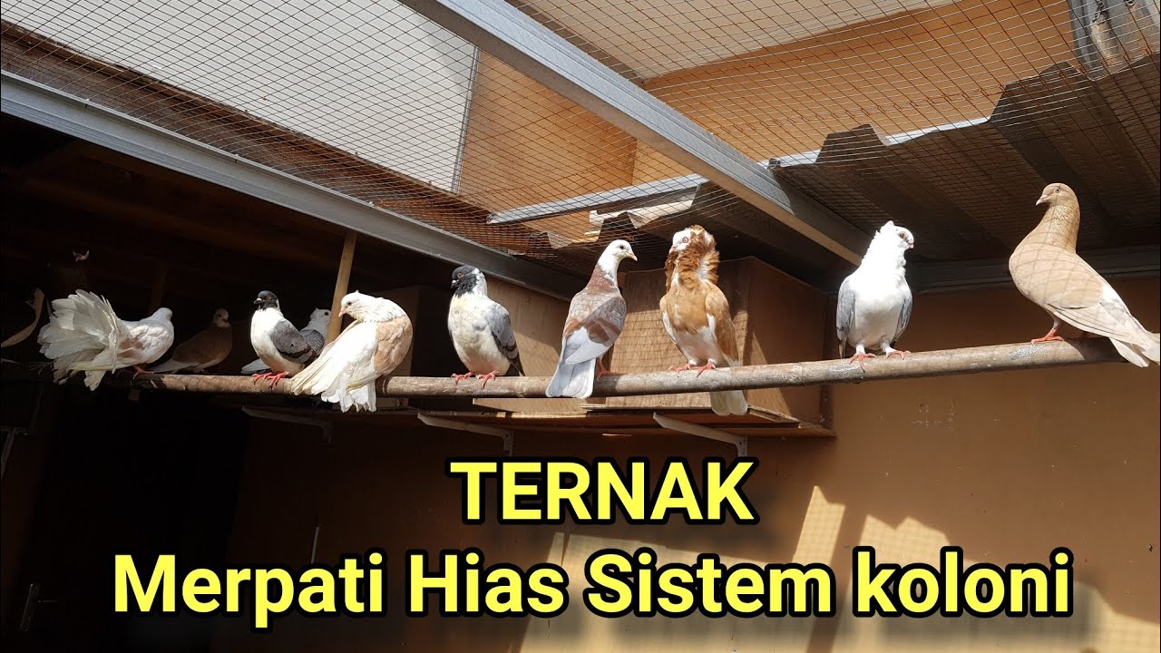 Apakah pigeon mengandung merkuri