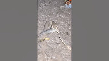 Rắn nước ăn cá nuốt luôn đối thủ #shortvideo #snake #dongvat #thưgiãn #animals #shorts #wildlife