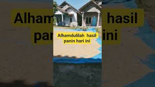 jemur padi hasil panin hari ini alhamdulilah #jemur #padi #padikering