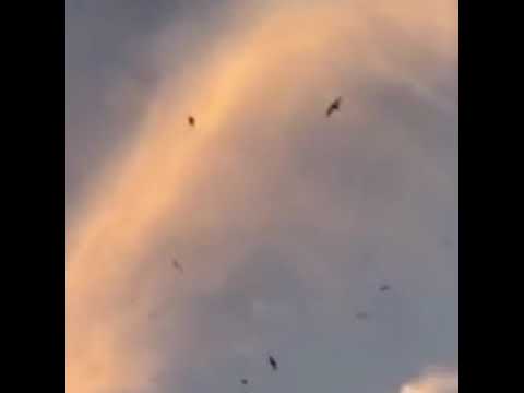 Swiftlets sounds