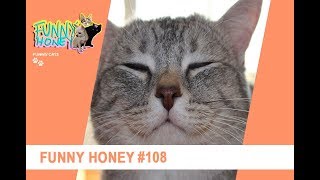 Funny Honey CATS PET VIDEO #108