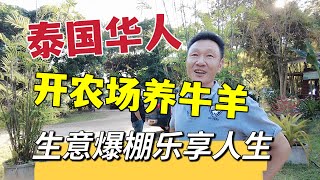 泰国华人，开农场养牛羊，生意爆棚乐享人生