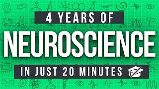 Skip the Neuroscience Degree: 4 Years of How Your Brain Actually Works in 20 Minutes