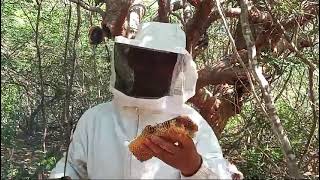 Tirando O Mel Da Abelha Brava