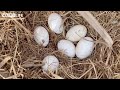 Farm Life | Harvesting chicken eggs, cook shrimp in soy sauce, squash soup, stir-fried squash