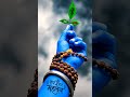बाबा के दीवाने #bollywood #viraltoday #trending #viral #viralnow #viralposts #बाबा #shiva #mahadev