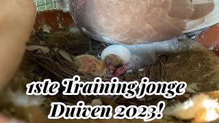 1St Training Jonge Duiven 2023 Klarenbeek Postduiven