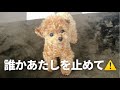 【 制御不能😨 】来客に大興奮するトイプードル