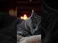Cozy Sleeping Cat &amp; Fireplace 🔥🐱 | Relaxing ASMR Short