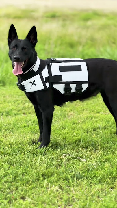 XDOG VEST is the World’s Greatest Dog Harness! #xdog #dogtraining #dogtrainer #malinois