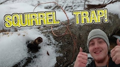 Super Easy Squirrel Trap!:Self reliance