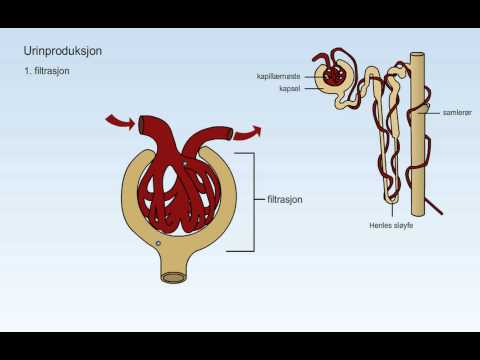 Video: Bosatte Fibroblaster I Nyren: En Viktig Driver Av Fibrose Og Betennelse