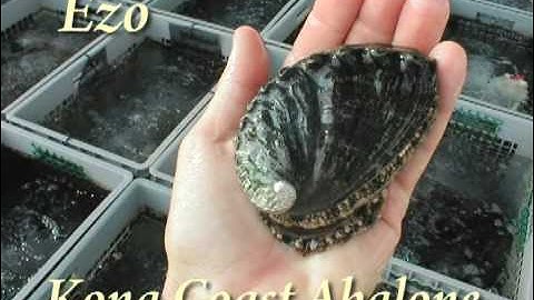 Big Island Abalone Corporation (English, HQ)