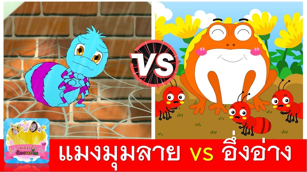 แมงมุมลายตัวนั้น  vs  อึ่งอ่างมานั่งข้างโอ่ง