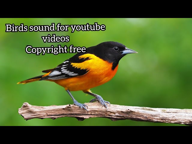 Suara Burung | Kicau Burung Bebas Hak Cipta | Suara Burung Pagi untuk Video youtube | Unduh gratis class=