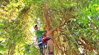 Khó khăn, Cưa cây nhiều dây bám um tùm / Difficult, Sawing trees with many overgrown wires | T599