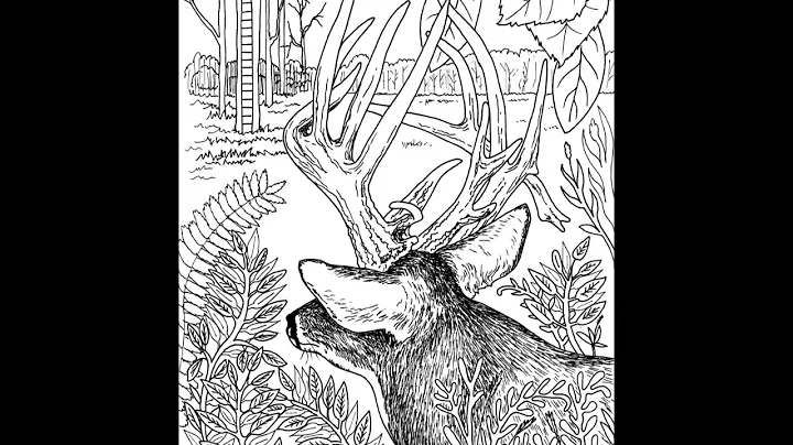 Wonderful Whitetails Coloring Book by Brenda Potts