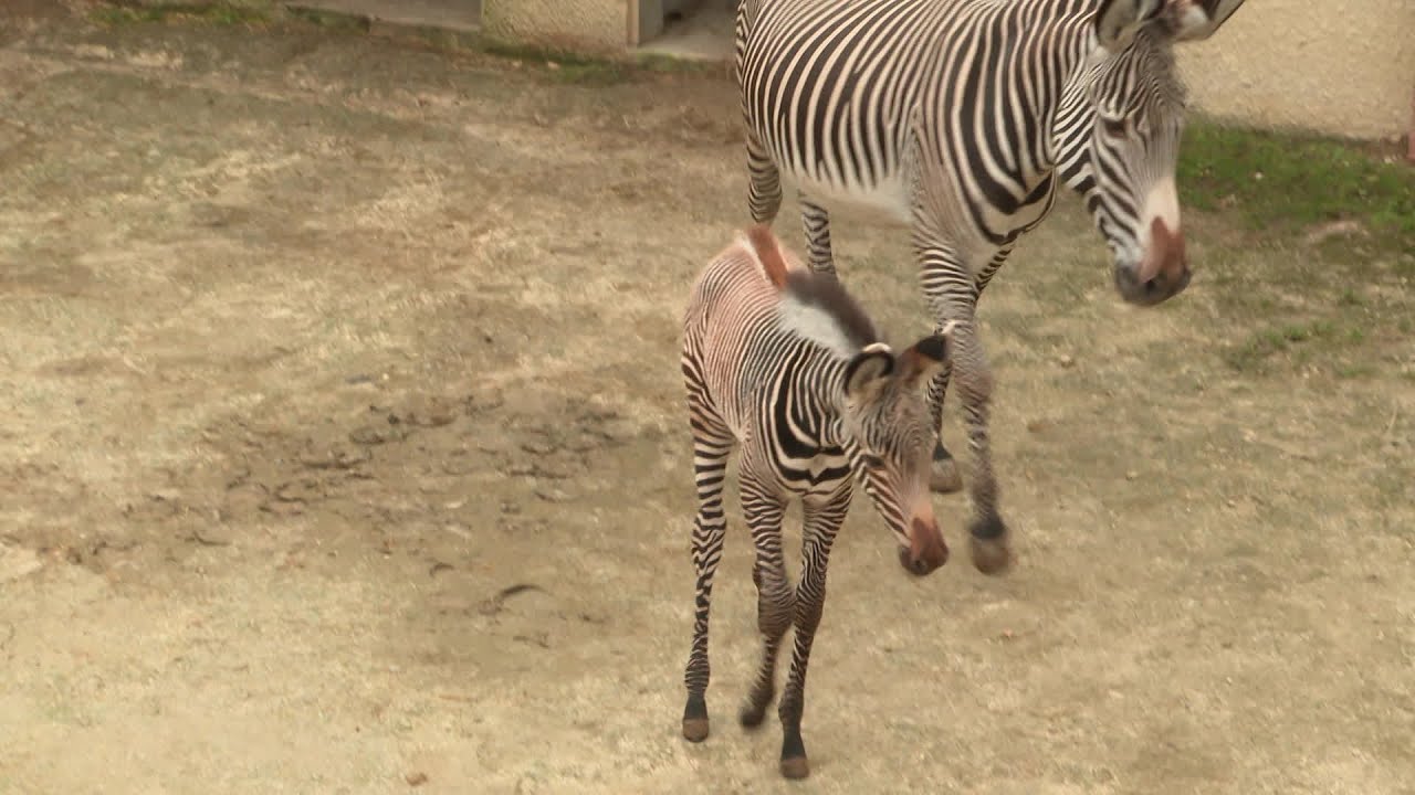 Charente-Maritime : un zèbre est né au zoo de La Palmyre