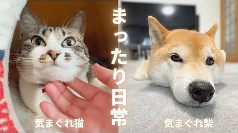 柴犬(まめぞう)の日常