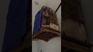 Suara burung hantu javan owlet 😁 #shorts #burung #burunghantu #burunghantuindonesia #owl