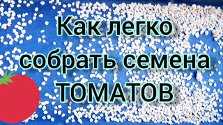 Как собрать семена томатов