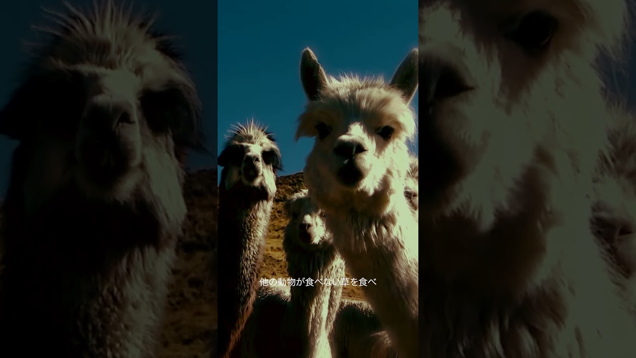 Alpaca | Expo 2025 Osaka-Kansai - YouTube