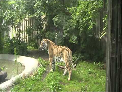 Video: Mistä Nähdä Bengalin Tiikerit Luonnossa