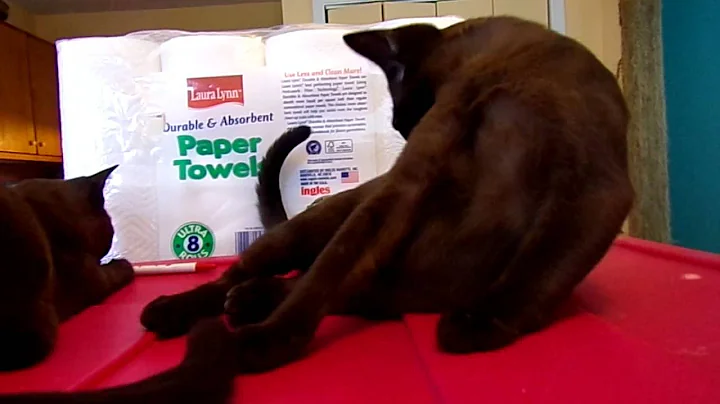 Video 68141: bombay cat breed, burmese cat breed, bombay kittens, bombay black cat