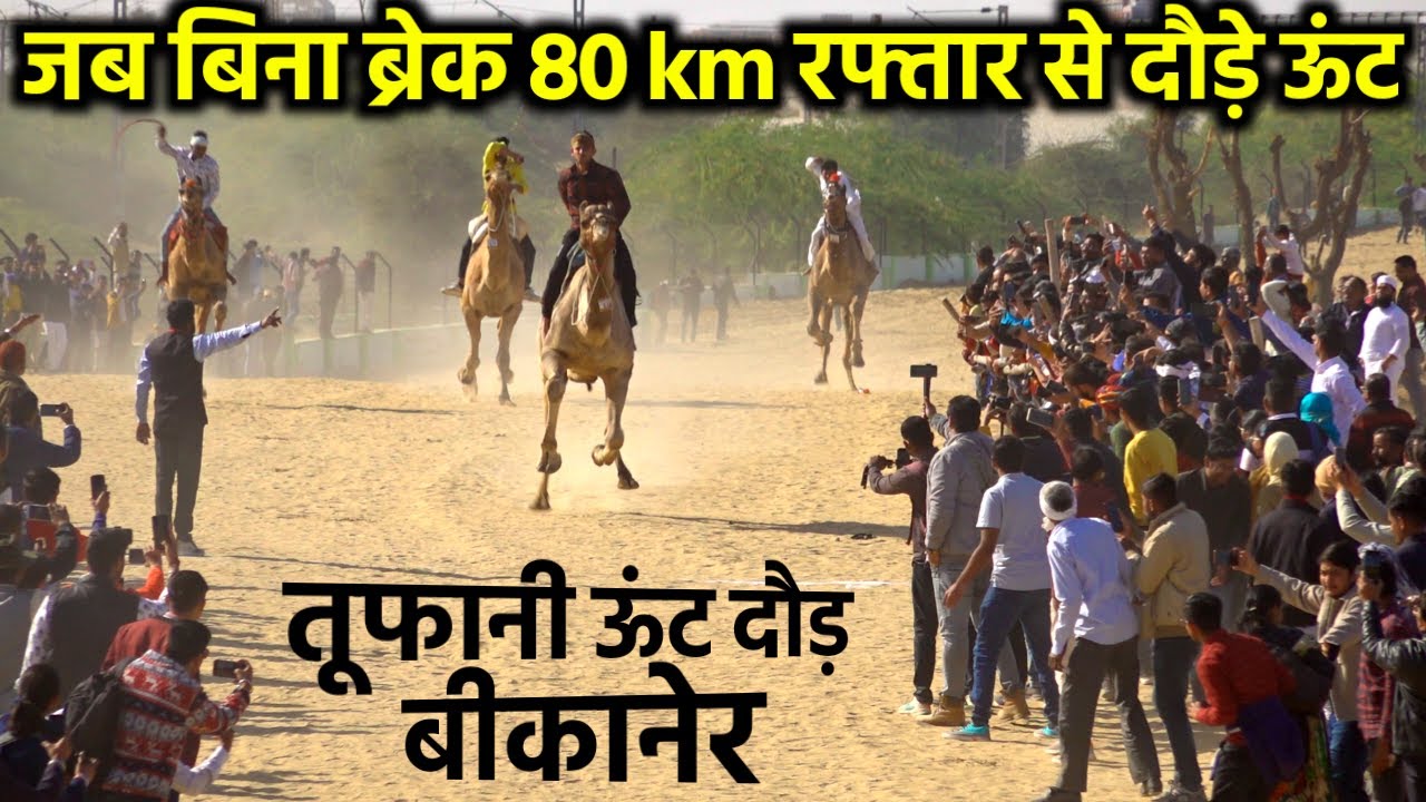Camel Race 2023 | बिना ब्रेक तूफान की तरह दौड़े ऊंट कोई गिरा कोई नाचा | Bikaner Camel Festival 2023