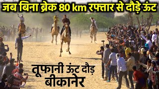 Camel Race 2023 | बिना ब्रेक तूफान की तरह दौड़े ऊंट कोई गिरा कोई नाचा | Bikaner Camel Festival 2023