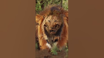 the true king of the jungle in the history | lion vs. t-rex