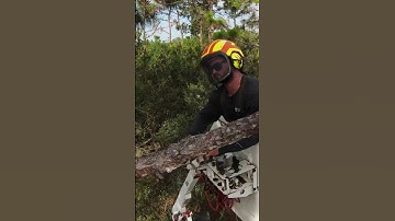 Venture tree service out of #sarasota #florida #tree #treework