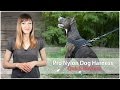 Nylon Dog Harness for Pulling, Walking and Training - Review Nylon Dog Harness for Pulling, Walking and Training - Review