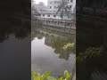 মাছ ধরছে,চাষাড়া,নারায়ণগঞ্জ।