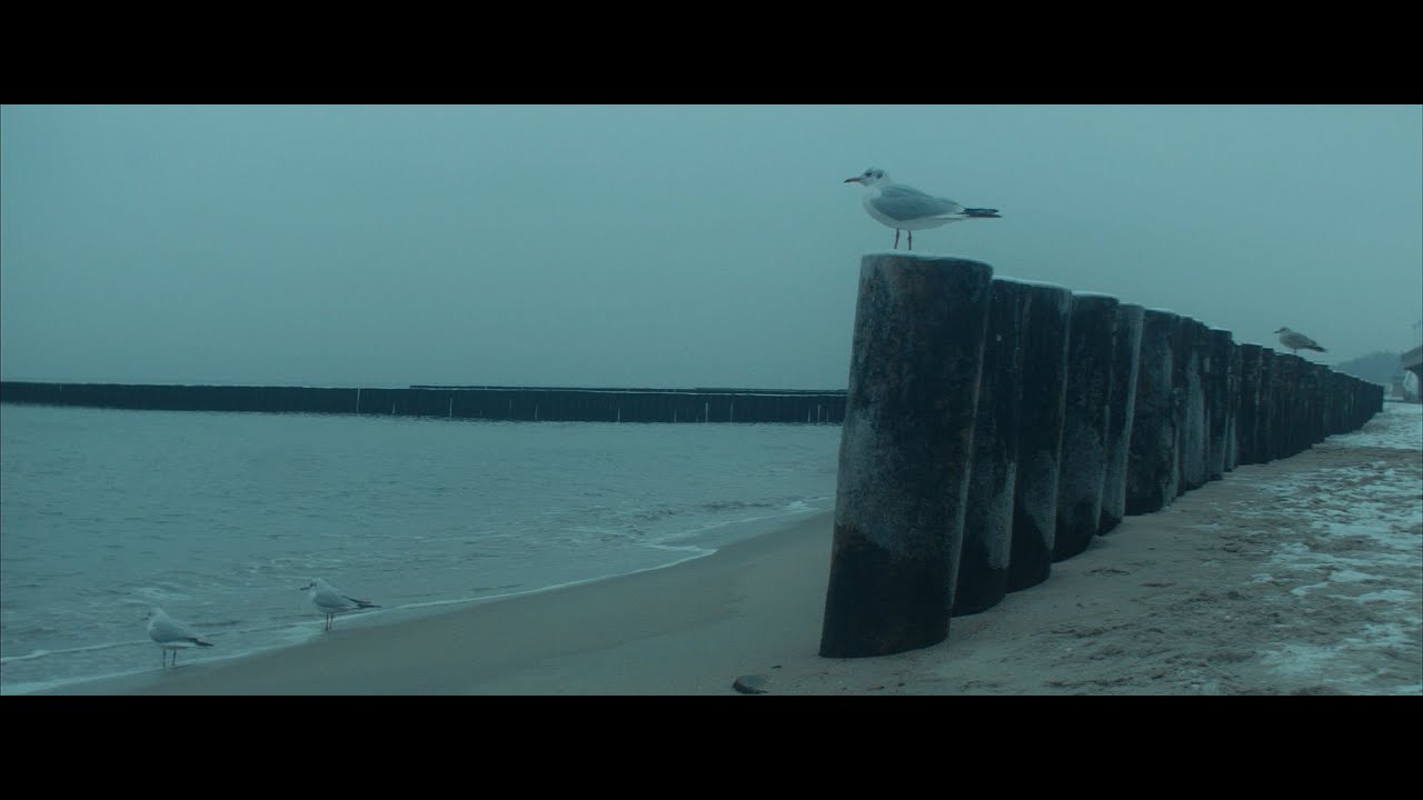 BMPCC OG OLPF MODE | Sea, seagulls, autumn... | VideoART | Free LUT
