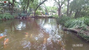 SJCAM SJ7 STAR 1080p60, Gyro off, Distortion correction on, with Zhiyun Smooth Q Gimbal