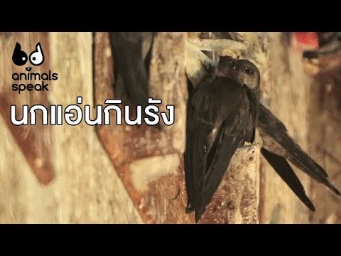 นกแอ่นกินรัง : Animals Speak [by Mahidol]