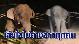 อธิบดีกรมอุทยานฯ - ทีมสัตวแพทย์ แจงเคลื่อนย้าย “สีดอหูพับ” ยันทำตามขั้นตอน เสียใจไม่ต่างจากทุกคน