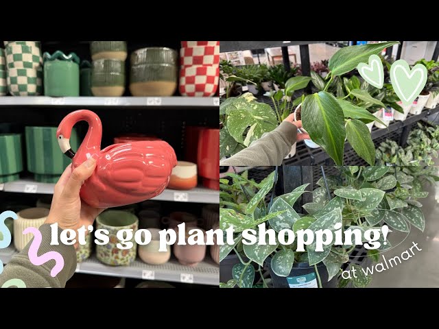 Monstera Burle Marx Flame at Walmart?? Plant & Pottery Shopping in