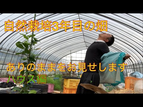 ㉕自然栽培暦3年目の畑の様子お見せします 2023.6.15