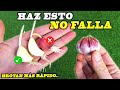 TÉCNICA DESCONOCIDA para PLANTAR AJOS del SUPERMERCADO en casa. Germinar ajos.