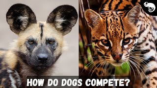 Carnivora  In a World With Cats, How Do Dogs Survive?