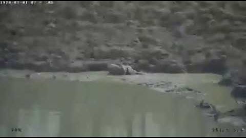 WATCH: Bone-Chilling Video of Python Attacking Deer at Lightning Speed Goes Viral