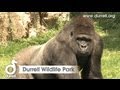 Sneak peek of durrell wildlife park jersey