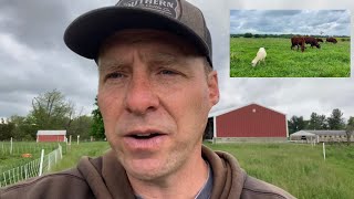 $4.2 mil vs $536K  Sheep vs Cattle Profitability on Grass