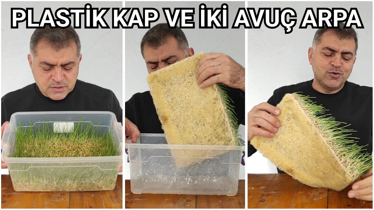 Evde Arpa Hasılı Nasıl Yapılır