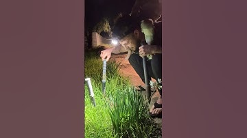 Trap Set for 3 hours — Setting and Getting with the GopherHawk 025