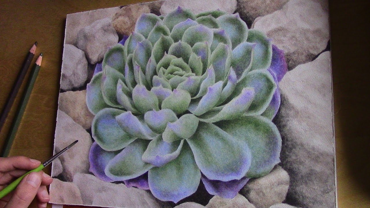 drawing a desert plant with watercolor pencils - YouTube